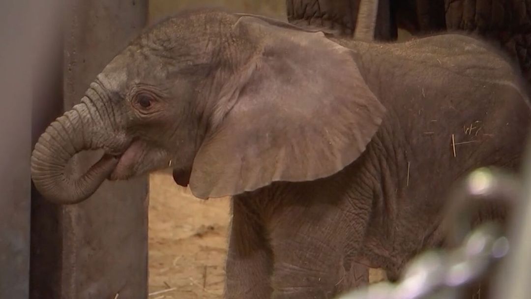 Mini-Elefant erblickt das Licht der Welt