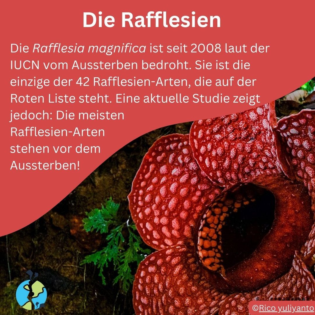 Bedroht: Hat sich die Rafflesie bald ausgeblüht?