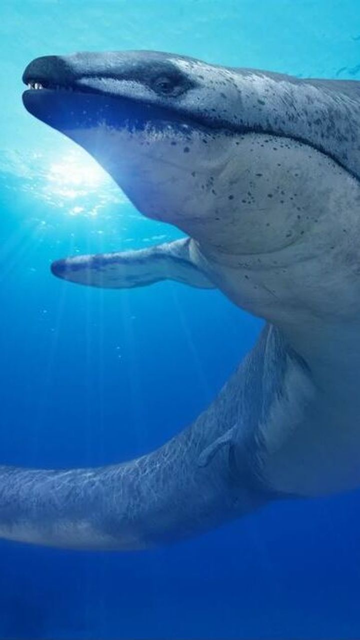 Der König der Tethys